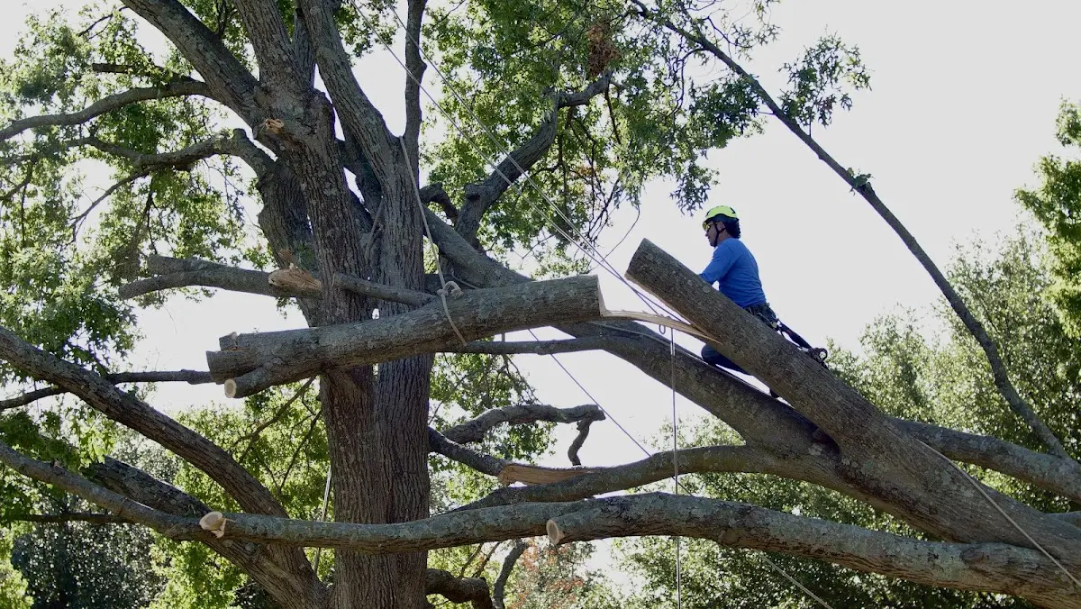 Professional Crown Thinning performed by certified arborists in Elba